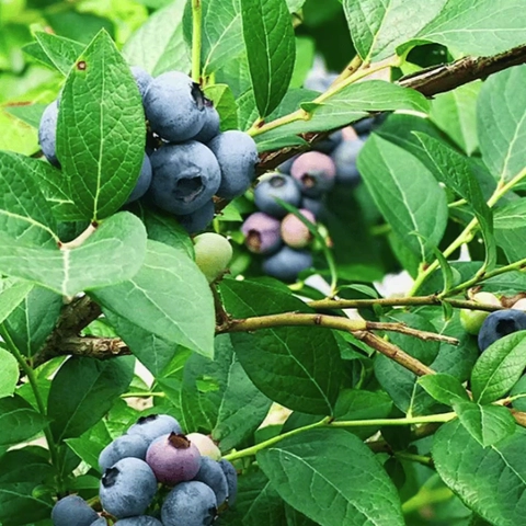 爱吃酸口就选小果：京觅 云南高山蓝莓 125g*12盒 单果12-14mm