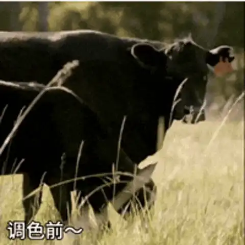 移动端、京东百亿补贴：京东超市 海外直采 澳洲原切牛金钱腱 腱子芯 3斤 含2~3整根牛腱芯