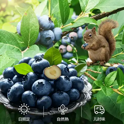8日0点：京觅 每天0点补券！云南花香蓝莓（15mm+）125g*12盒